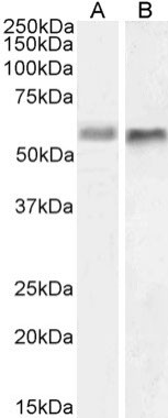 BACE2 Chimeric Antibody in Western Blot (WB)
