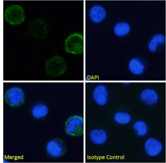 CD49d (Integrin alpha 4) Chimeric Antibody in Immunocytochemistry (ICC/IF)