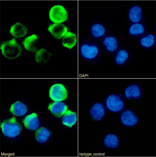 CD137 Chimeric Antibody in Immunocytochemistry (ICC/IF)