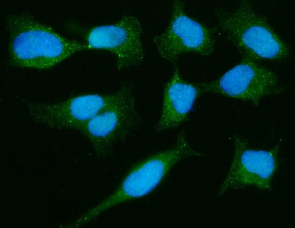 DJ-1 Antibody in Immunocytochemistry (ICC/IF)