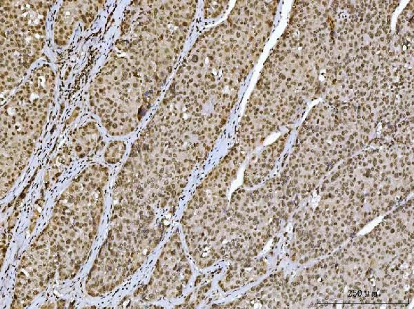 Ataxin 1 Antibody in Immunohistochemistry (Paraffin) (IHC (P))