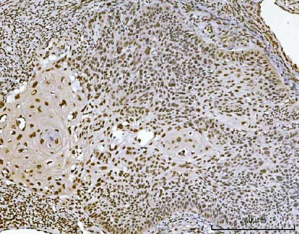 Ataxin 1 Antibody in Immunohistochemistry (Paraffin) (IHC (P))