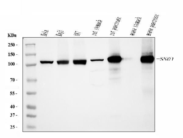 SND1 Antibody in Western Blot (WB)