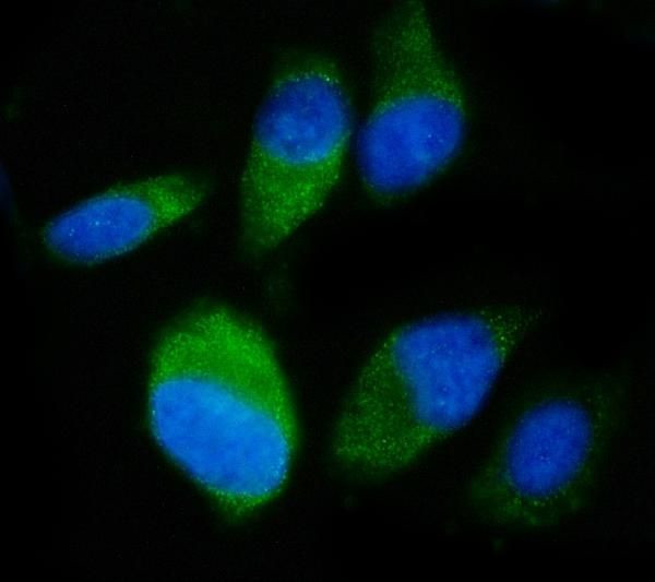 SND1 Antibody in Immunocytochemistry (ICC/IF)