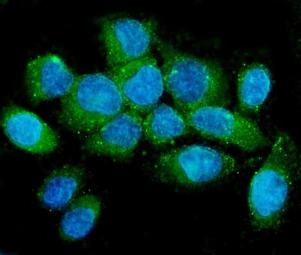 NMI Antibody in Immunocytochemistry (ICC/IF)