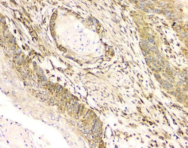 Cyclophilin B Antibody in Immunohistochemistry (Paraffin) (IHC (P))