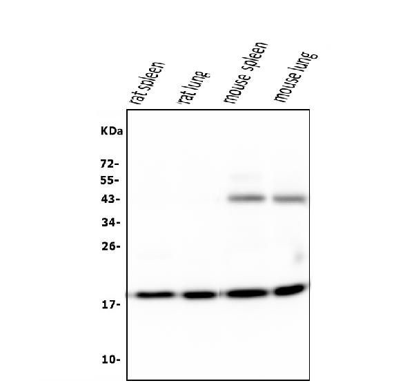 Cyclophilin B Antibody in Western Blot (WB)