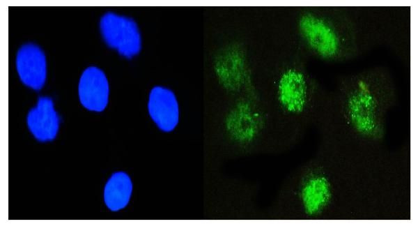 NFIA Antibody in Immunocytochemistry (ICC/IF)