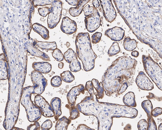 VISTA Antibody in Immunohistochemistry (Paraffin) (IHC (P))