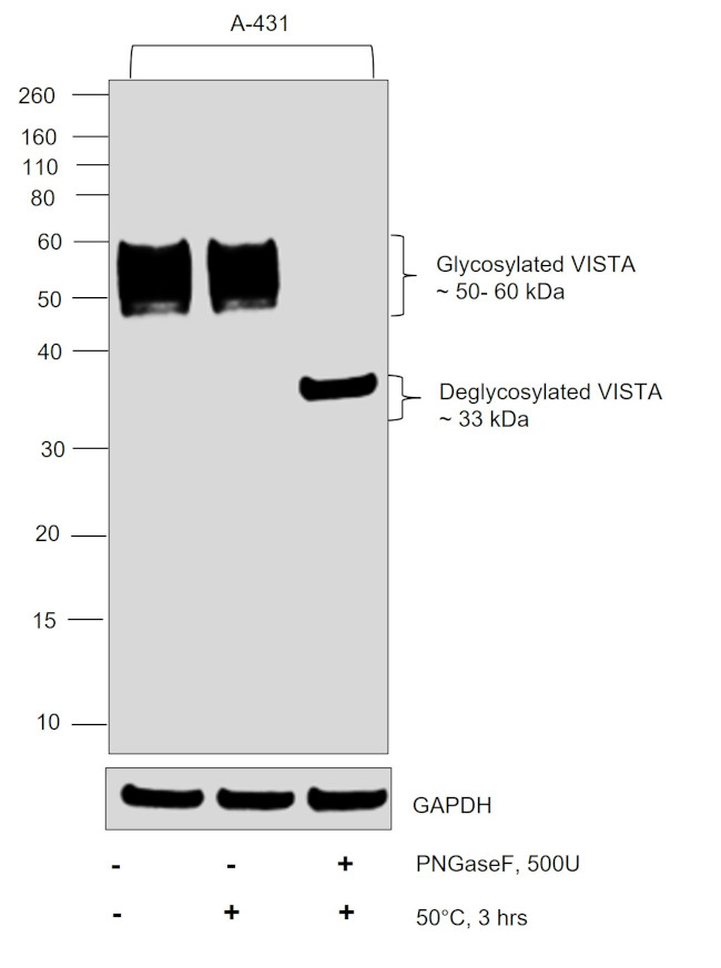 VISTA Antibody in Western Blot (WB)