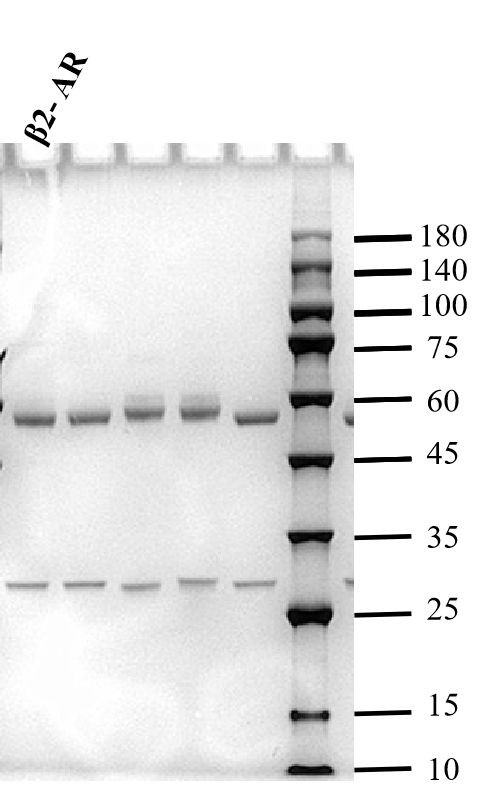 Beta-agonist Antibody in SDS-PAGE (SDS-PAGE)