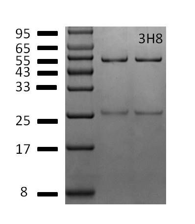 Vitamin B2 Antibody in SDS-PAGE (SDS-PAGE)