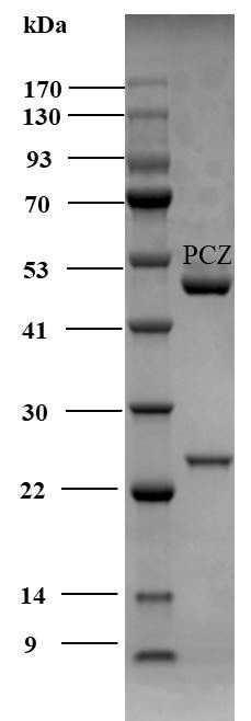 Penconazole Antibody in SDS-PAGE (SDS-PAGE)