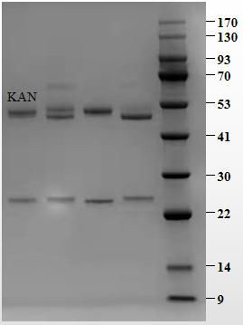 Kanamycin Antibody in SDS-PAGE (SDS-PAGE)