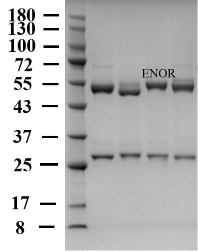 Enrofloxacin Antibody in SDS-PAGE (SDS-PAGE)