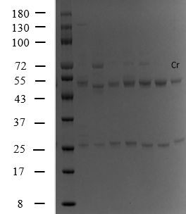 Chromium Antibody in SDS-PAGE (SDS-PAGE)