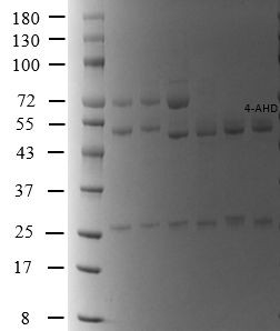 4-Nitrofurantoin metabolite Antibody in SDS-PAGE (SDS-PAGE)
