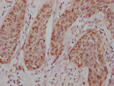 c-Jun Antibody in Immunohistochemistry (Paraffin) (IHC (P))