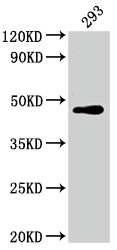 c-Jun Antibody in Western Blot (WB)