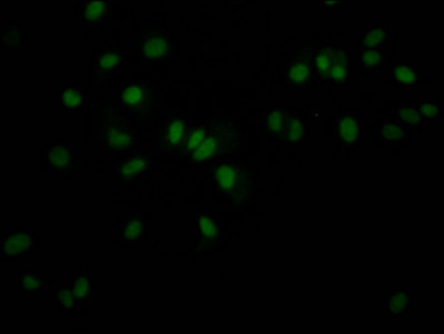 JunB Antibody in Immunocytochemistry (ICC/IF)