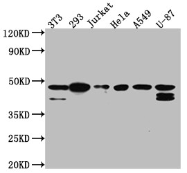 CK2 alpha-1 Antibody in Western Blot (WB)