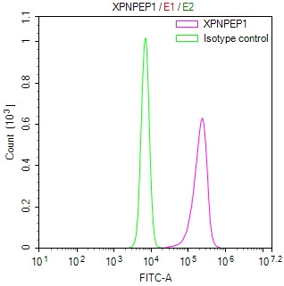 XPNPEP1 Antibody in Flow Cytometry (Flow)