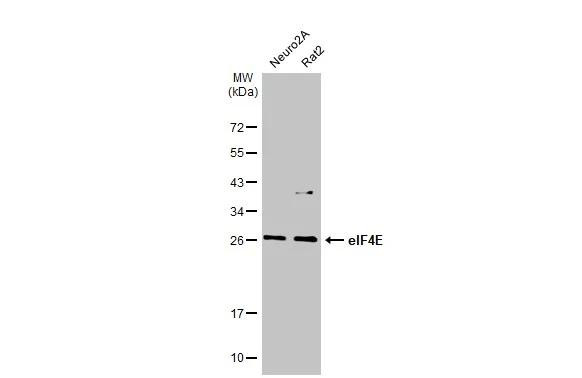 eIF4E Antibody in Western Blot (WB)