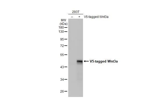 WNT3A Antibody in Western Blot (WB)