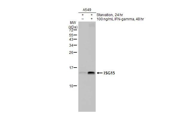 ISG15 Antibody in Western Blot (WB)