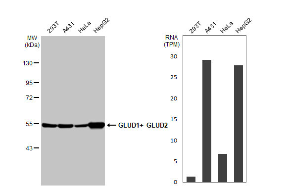 GluD1/GluD2 Antibody in Western Blot (WB)