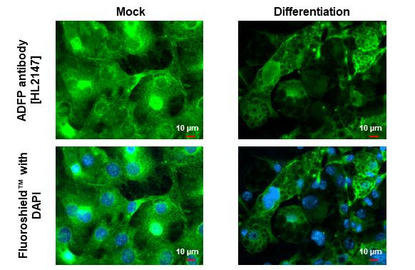 ADFP Antibody in Immunocytochemistry (ICC/IF)