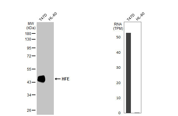 HFE Antibody in Western Blot (WB)