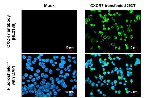 CXCR7 Antibody in Immunocytochemistry (ICC/IF)