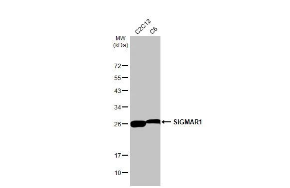 Sigma-1 Receptor Antibody in Western Blot (WB)