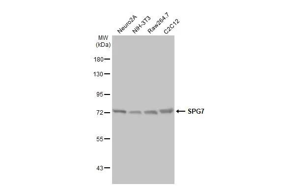 SPG7 Antibody in Western Blot (WB)