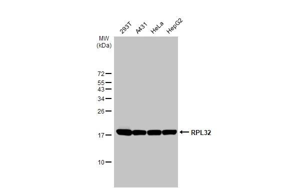 RPL32 Antibody in Western Blot (WB)