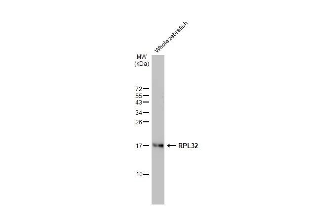 RPL32 Antibody in Western Blot (WB)