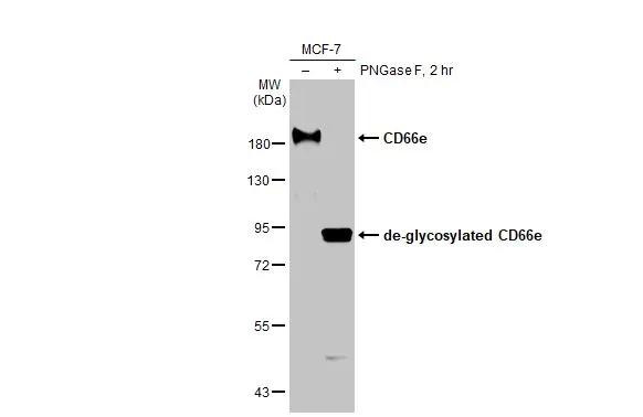 CEA Antibody in Western Blot (WB)