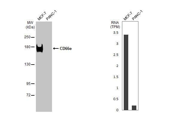 CEA Antibody in Western Blot (WB)