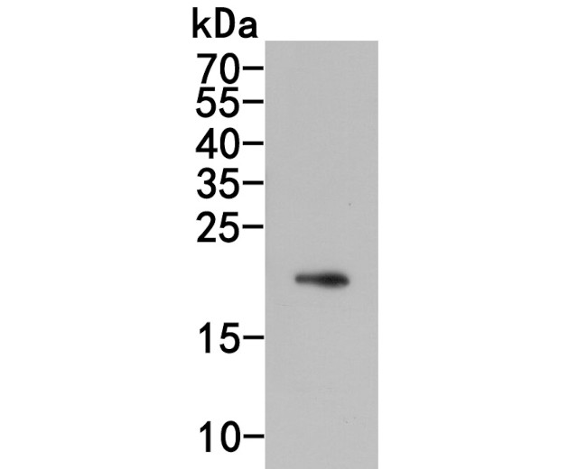 IL-28A Antibody in Western Blot (WB)