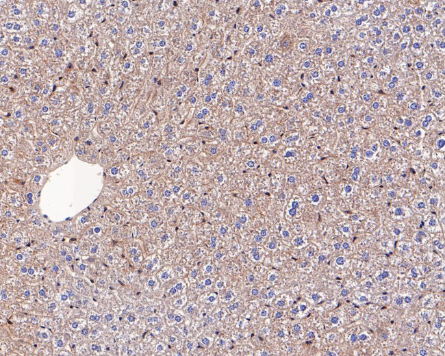 TMED9 Antibody in Immunohistochemistry (Paraffin) (IHC (P))