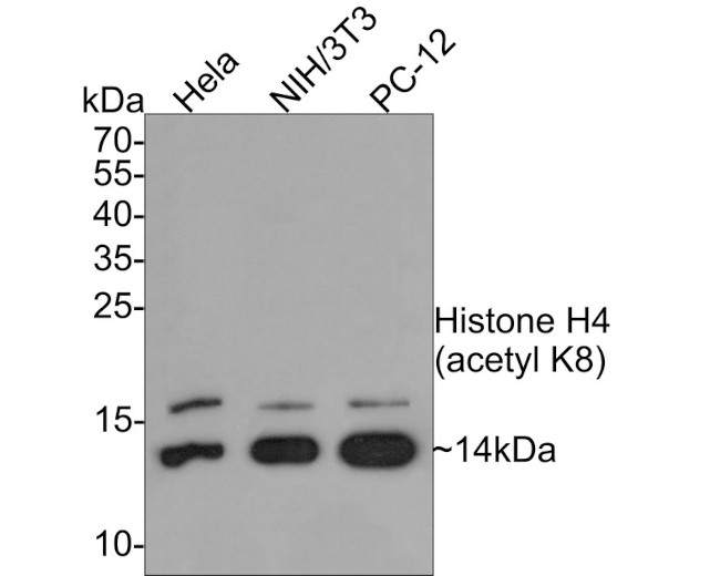 H4K8ac Antibody in Western Blot (WB)