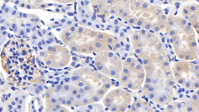 Cyclophilin A Antibody in Immunohistochemistry (Paraffin) (IHC (P))