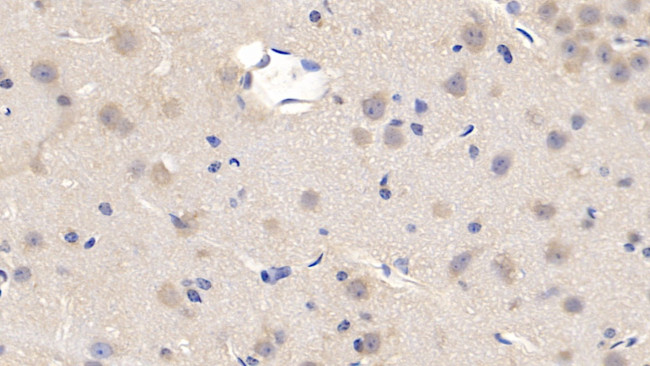 Cyclophilin A Antibody in Immunohistochemistry (Paraffin) (IHC (P))