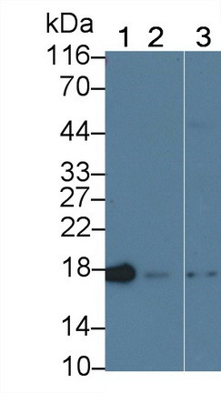 Cyclophilin A Antibody in Western Blot (WB)