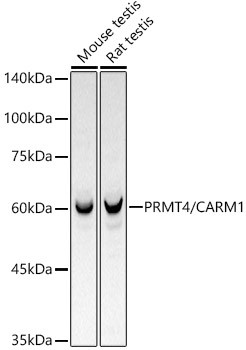 PRMT4 Antibody in Western Blot (WB)