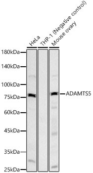 ADAMTS5 Antibody in Western Blot (WB)
