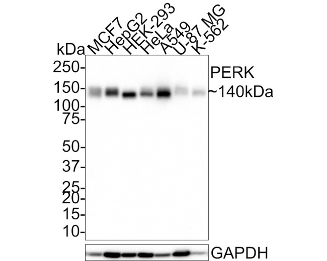 PERK Antibody in Western Blot (WB)