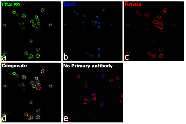Galectin 9 Antibody in Immunocytochemistry (ICC/IF)