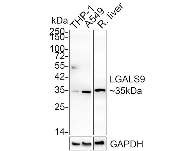 Galectin 9 Antibody in Western Blot (WB)